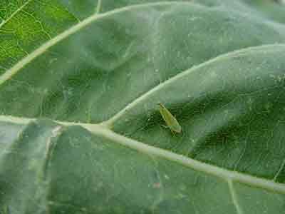 Leafhopper