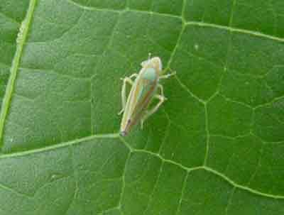Leafhopper