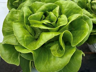 Fresh Hydroponic Lettuce