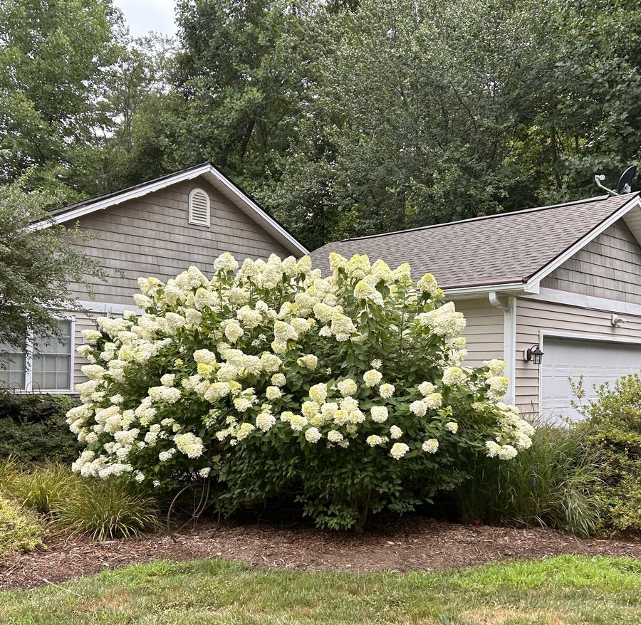 limelight hydrangea
