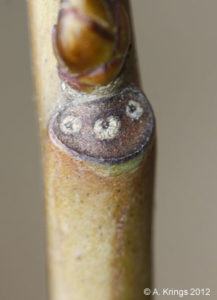 Sweetgum bundlle scars. Photo by Professor Alexander Krings, N.C. State University