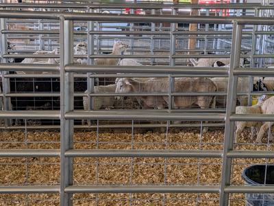 Livestock Pens At An Auction Barn