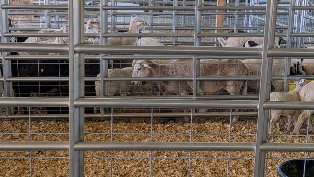 Livestock Pens At An Auction Barn
