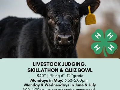 Image of a black cow, with dates and times of Livestock Judging program.