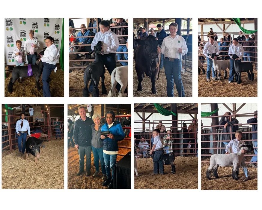 Photos of the Caswell County 4-Hers from their very successful livestock show
