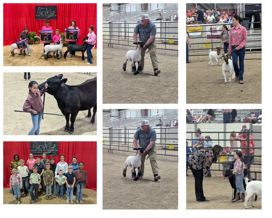 PCYLA Livestock Show
