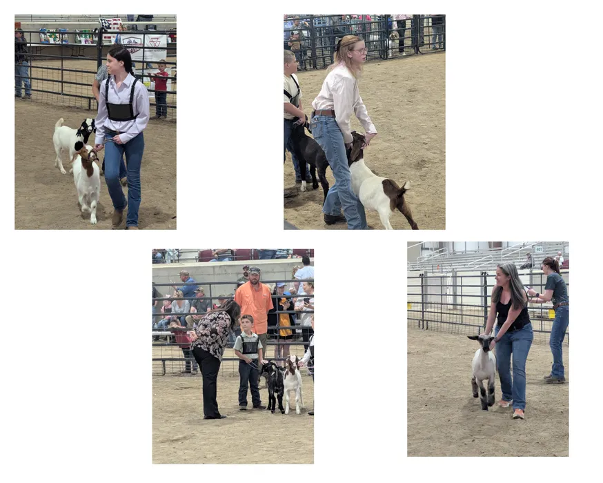 PCYLA Livestock Show