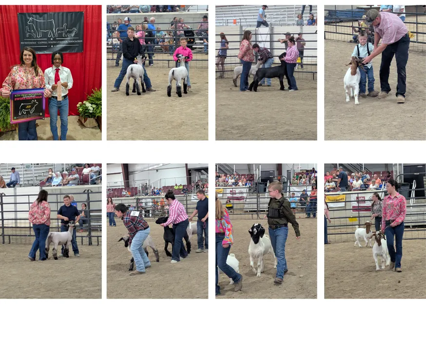 PCYLA Livestock Show