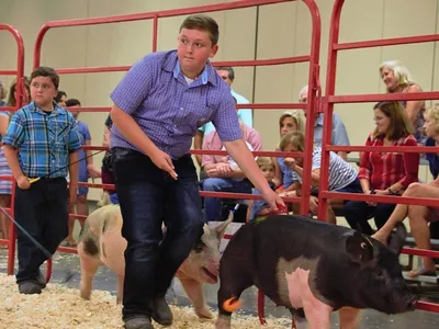 two boys showing pigs