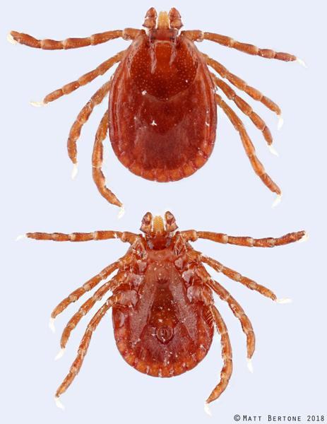 Fly and Tick Management for Livestock - Orange County Center
