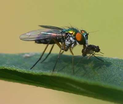 Long-legged fly (Dolichopodid) with prey on Asclepias