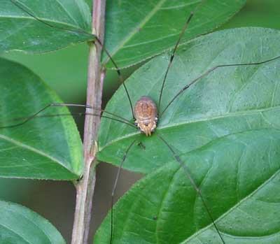 Daddylonglegs on crape myrtle