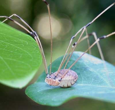 Daddylonglegs on native honeysuckle
