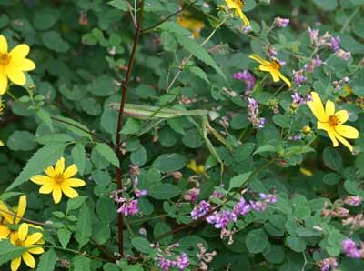 well-camouflaged praying mantis