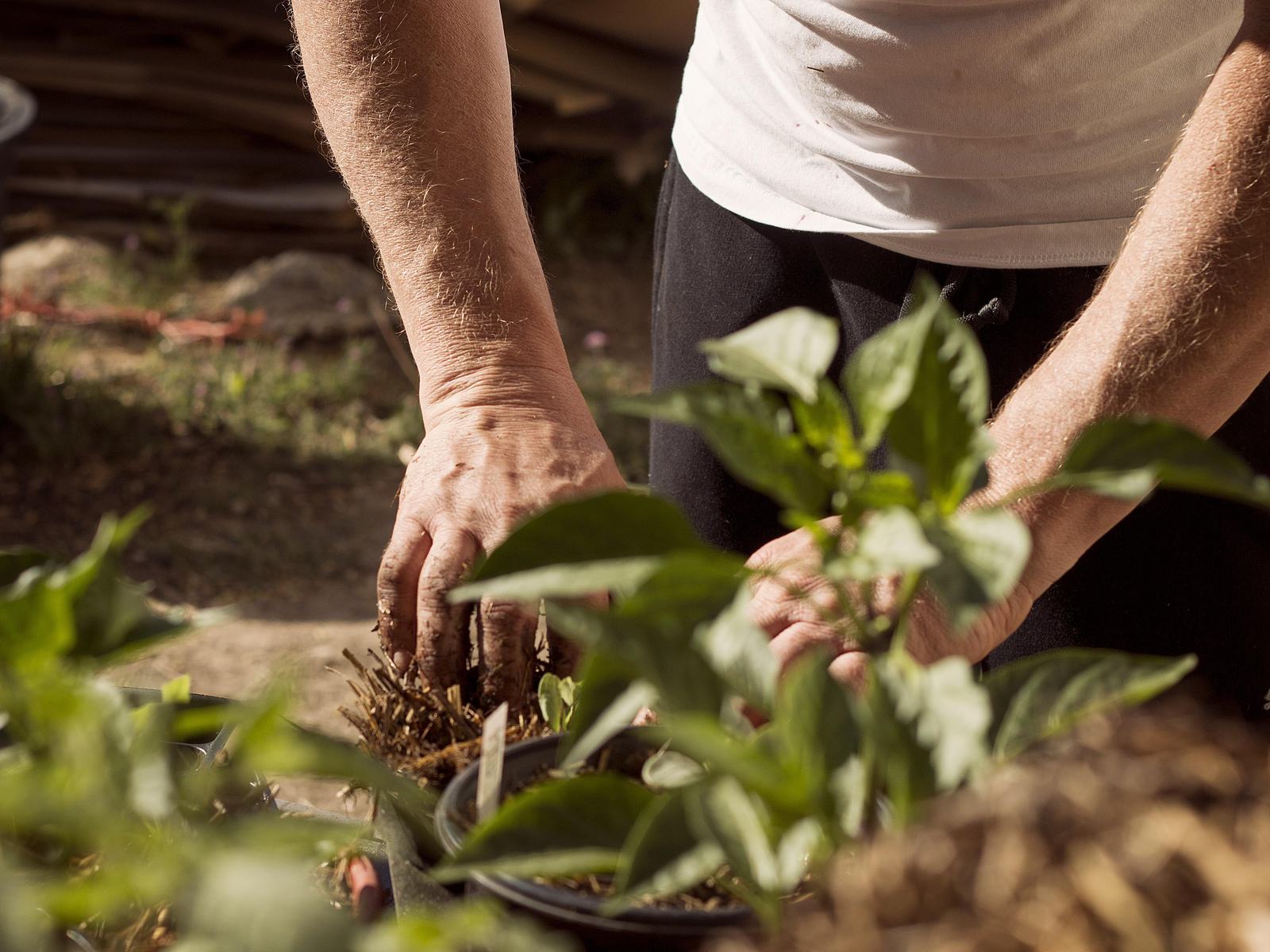N.C. Cooperative Extension