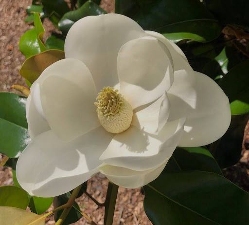 White magnolia bloom