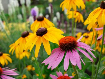 Picture of Perennial Flowers