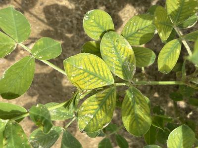 Manganese deficiency in peanuts