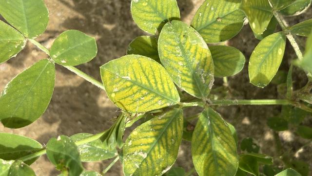 Manganese deficiency in peanuts
