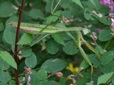 close-up of praying mantis