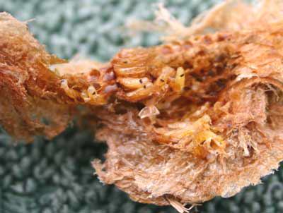 TDL summary chart image 5