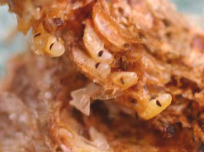 TDL summary chart image 13