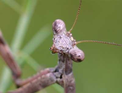 close-up of mantis