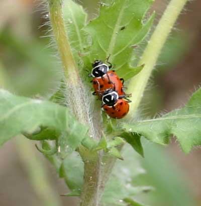 mating convergent lady beetles on weed