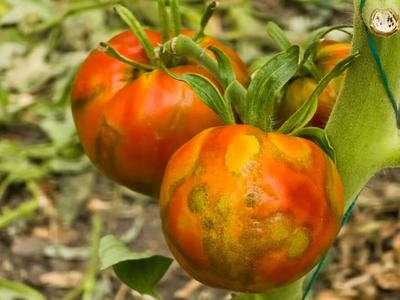 Tomato Spotted Wilt in Tomatoes