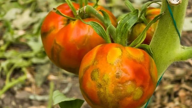 Tomato Spotted Wilt in Tomatoes