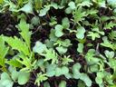 A close-up photo of seedlings of kale & mustard growing together and ready for harvest.