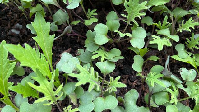 A close-up photo of seedlings of kale & mustard growing together and ready for harvest.