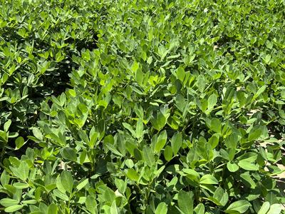 Peanuts growing at mid-season in NC