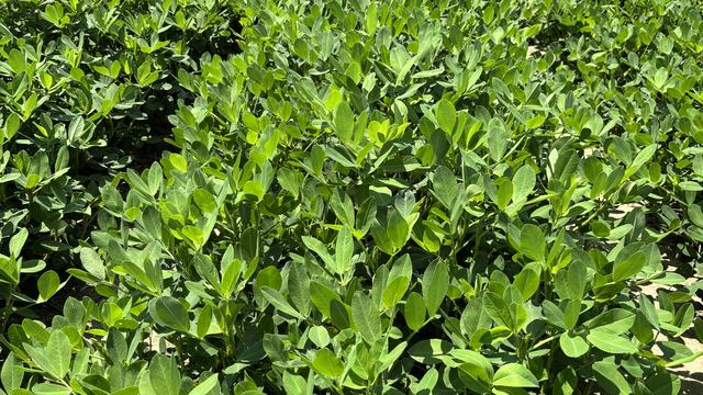 Peanuts growing at mid-season in NC
