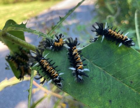 Caterpillar on milkweed