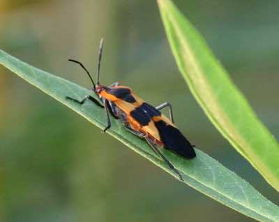 milkweed bug adult on Asclepias