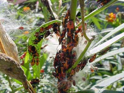 Milkweed bug adults and nymphs on Asclepias