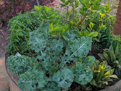 wooden planter container with mixed plants