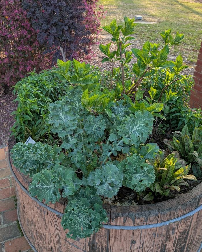 wooden planter container with mixed plants