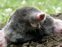 Close-up of a mole in soil showing its pink nose, digging feet, and large claws.