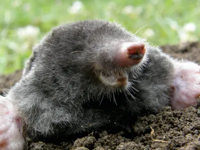 Close-up of a mole in soil showing its pink nose, digging feet, and large claws.
