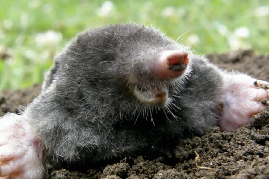 Close-up of a mole in soil showing its pink nose, digging feet, and large claws.