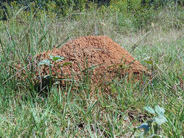 Red imported fire ant mound