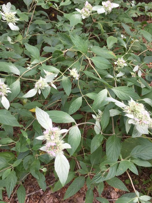 mountain mint plant