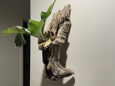 Staghorn fern mounted on driftwood hanging on a wall with a dramatic shadow