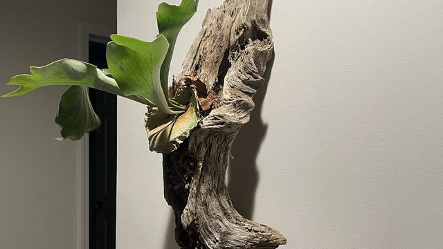 Staghorn fern mounted on driftwood hanging on a wall with a dramatic shadow