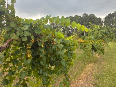 Muscadine grapes growing on vine.