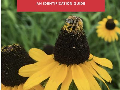 Image of native bee publication from NC State University