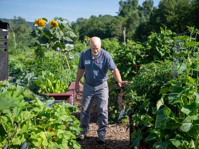 NC State Extension agent walks through a raised bed vegetable garden, inspecting healthy plants on a summer day.