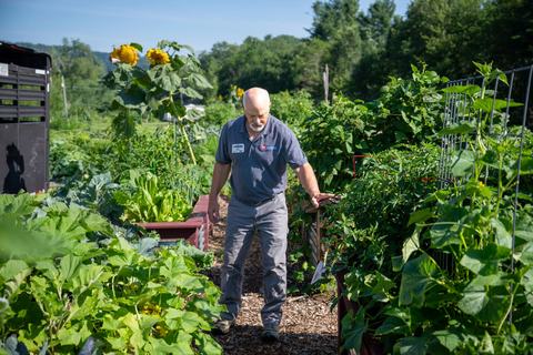 NC State Extension expert walks through a raised bed garden, inspecting healthy plants on a sunny day.